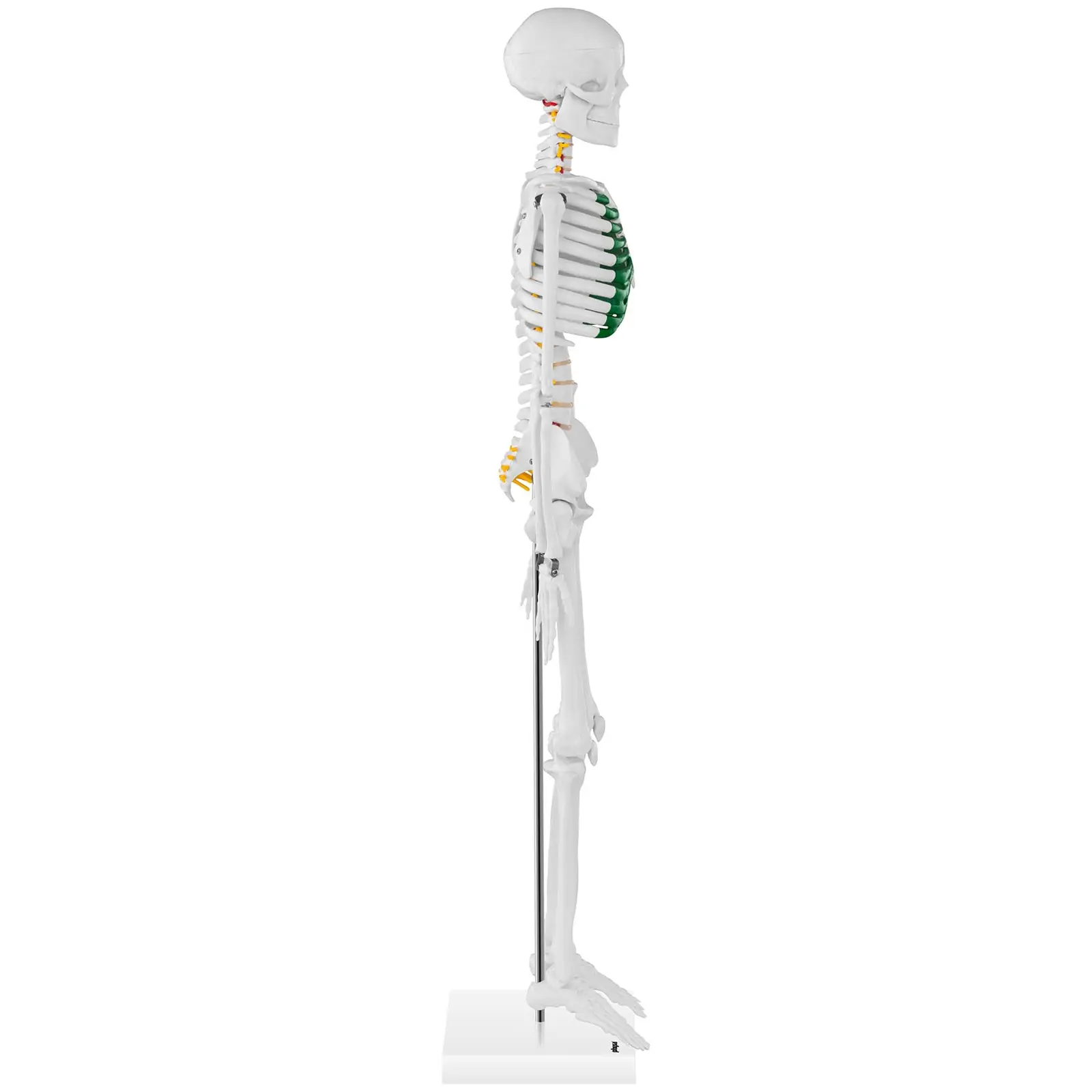 Σκελετός μινιατούρα - 85 cm