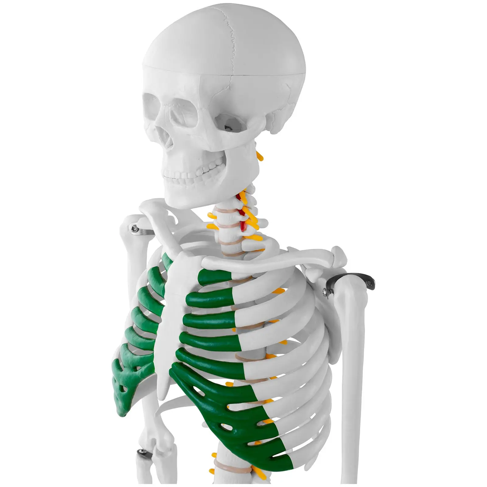 Σκελετός μινιατούρα - 85 cm